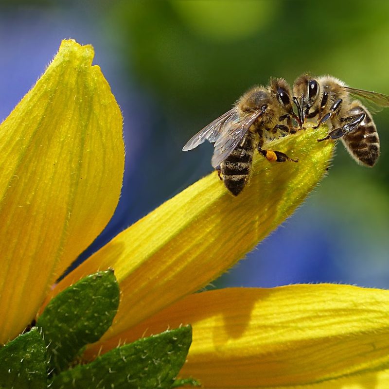 Salvaguardia delle api